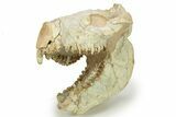 Fossil Oreodont (Merycoidodon) Skull - South Dakota #284203-3